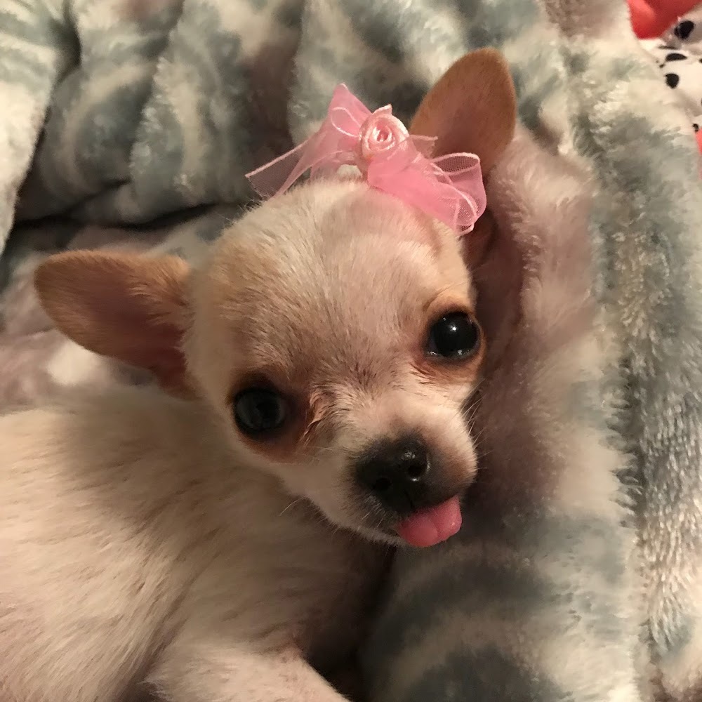 Meet your Posher, Lisa